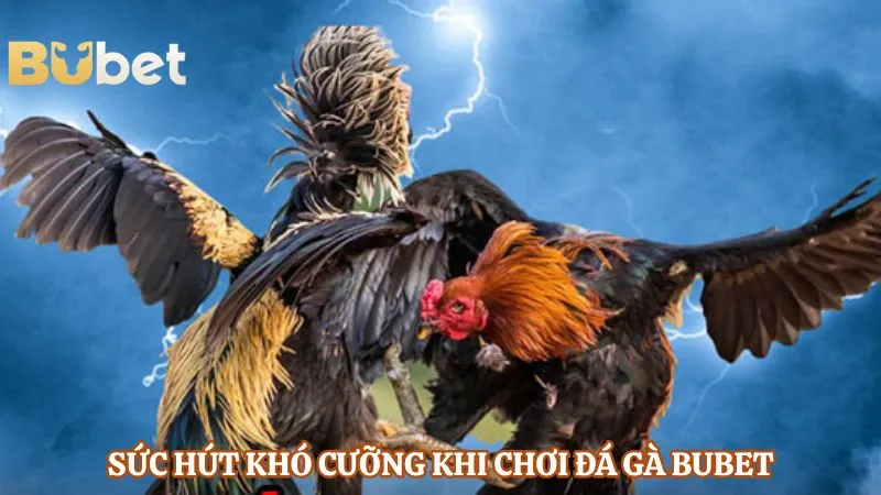 Sức hút khó cưỡng khi chơi đá gà BUBET