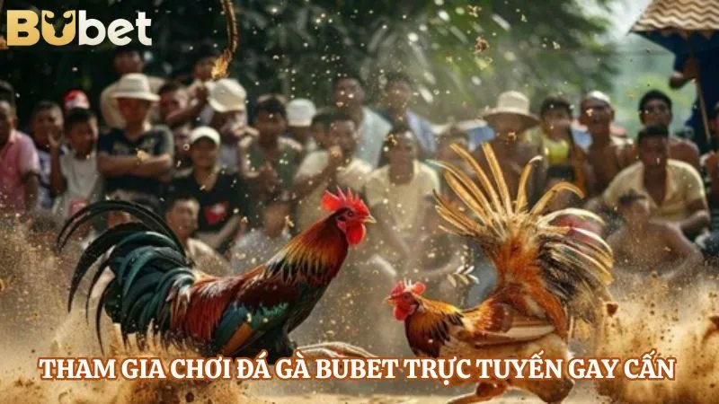 Tham gia chơi đá gà BUBET trực tuyến gay cấn 